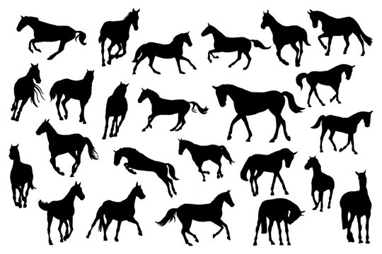 Adult race horses silhouettes big set. Clip art on white background