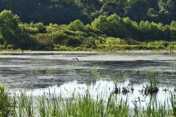 Heron Flying over Marsh