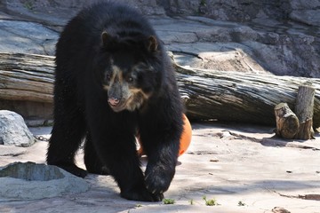 メガネグマ歩く