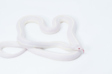 Snake in white background
