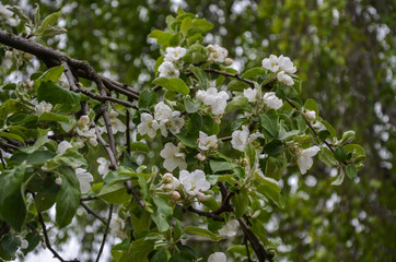 Apple tree white flowers spring blossom on a beautiful calm day with branches and green leafs on the background