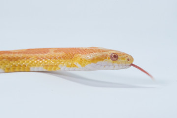 Snake in white background