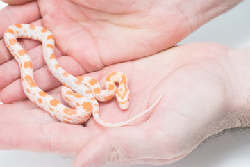 Snake in white background