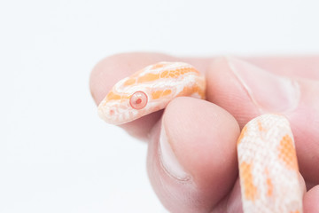 Snake in white background