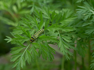 A black swallowtail, papilio polyxenes, caterpillar eating carrot top leaves in a garden