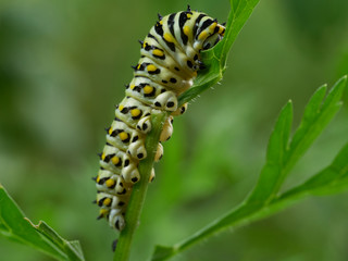 A black swallowtail, papilio polyxenes, caterpillar eating carrot top leaves in a garden