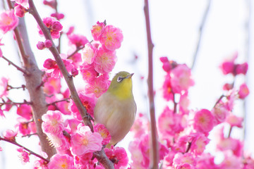 梅とメジロ　日本イメージ