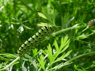 A black swallowtail, papilio polyxenes, caterpillar eating carrot top leaves in a garden