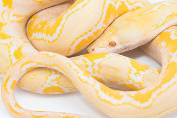 Yellow Snake