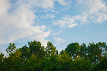 Obraz premium Trees under the sky background