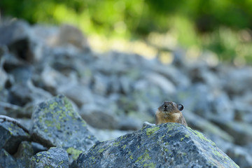 Huddled Up Pika on Boulder