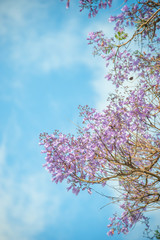 Blue, Purple, Jacaranda, full blooming