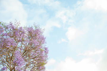 Blue, Purple, Jacaranda, full blooming