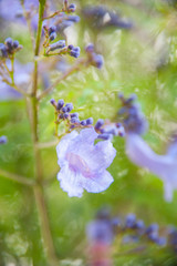 Blue, Purple, Jacaranda, full blooming