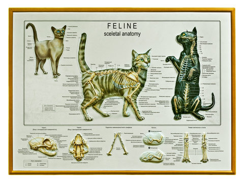 Cat skeletal anatomy, picture