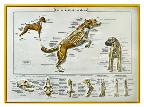 Dog skeletal anatomy, wall-sheet