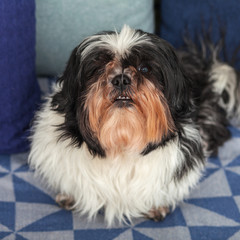 Funny dog ​​is sitting at home on the couch. Shih Tzu breed. pet. Homeliness.
