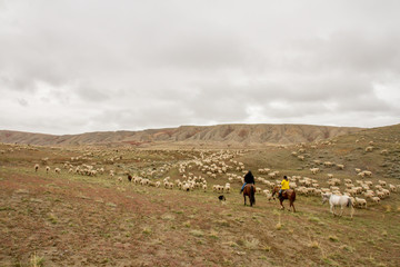 Sheepherders trail the sheep across open range on the move to winter range.