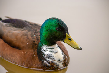 Mallard Gloss
