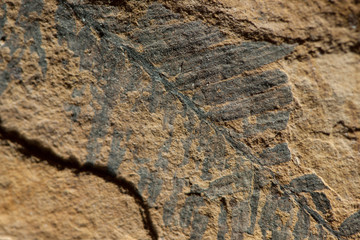 Leaf Fossil