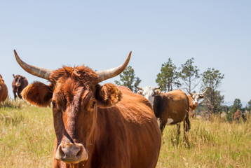 Cattle on mixed woodland-savannah pasture.
