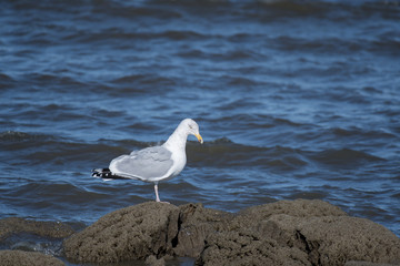 A large gull standing on rocks in the ocean 