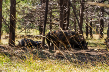 Hogs on pasture.