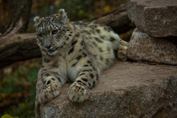 The Snow leopard (Panthera uncia) in "Wilhelma"  zoo, Stuttgart, Germany.