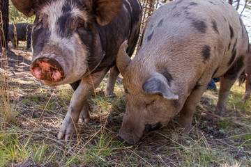 Hogs on pasture.