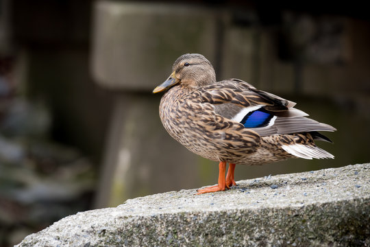 A female mallard duck standing on a concrete bridge looking towards the camera
