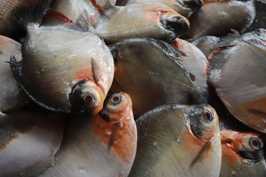 Peixes Santarém Pará