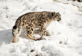 Himalaya Sow Leopard