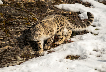 Himalaya Sow Leopard