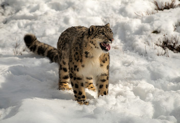 Himalaya Sow Leopard