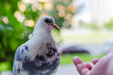 Beautiful white dove and human hand on a blurred background. The concept of kindness and helping animals.