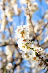 ALMENDRO EN FLOR
