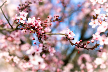 ALMENDRO EN FLOR