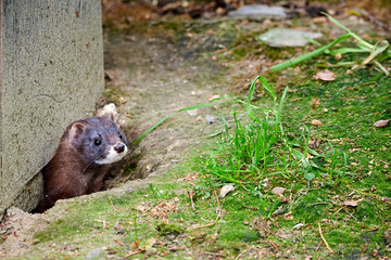 European Mink Closeup (Mustela lutreola)