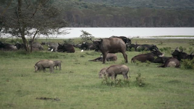 Wild boars and water buffalo in lake Nakuru, Kenya wildlife