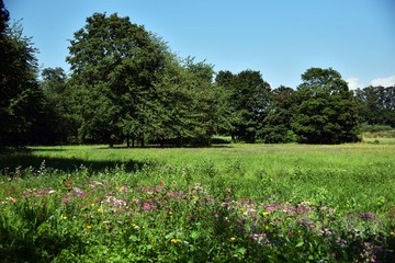 Wildflower meadow - Blühende Wildblumenwiese als Bienenweide