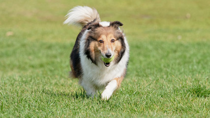 Running Shetland sheepdog with tennis ball in mouth on sunny green grass field, happy dog playing retrieve game.