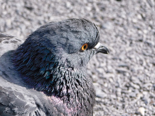 common camouflage pigeon on cement floor
