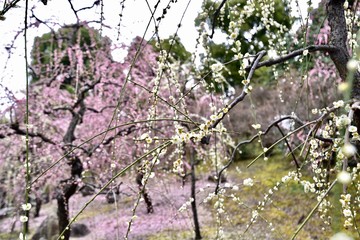 京都の梅の城南宮