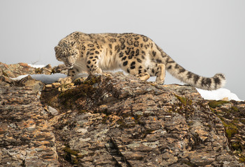 Himalaya Sow Leopard