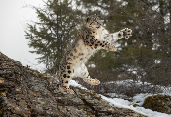 Fototapeta na wymiar Himalaya Sow Leopard