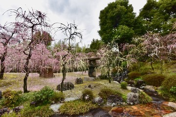 京都の梅の城南宮