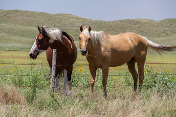 Naklejka na ściany i meble Ranch horses in Nebraska Sandhills