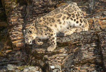 Naklejka na ściany i meble Himalaya Sow Leopard