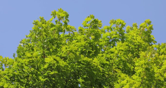 Green tree leaves in the wind, blus sky, sunny weather