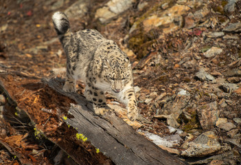 Himalaya Sow Leopard